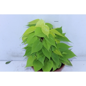 PHILODENDRON AMARELO C21