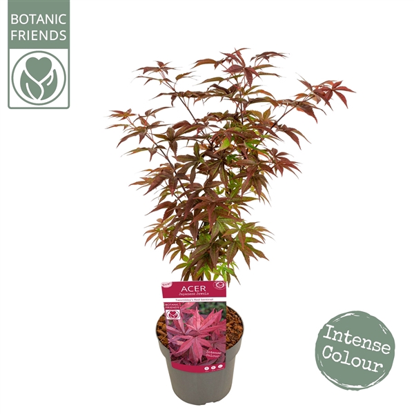 <h4>Acer palm. 'Twombly's Red Sentinel'</h4>
