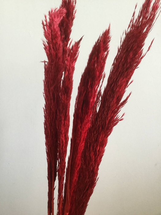 DRIED FLOWERS - ZEBRA GRAS RED