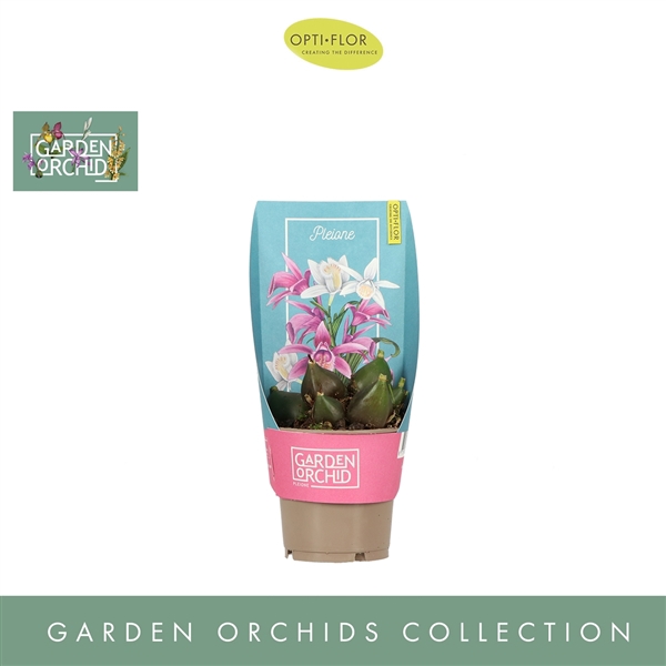 <h4>Garden Orchids Pleione 6+</h4>
