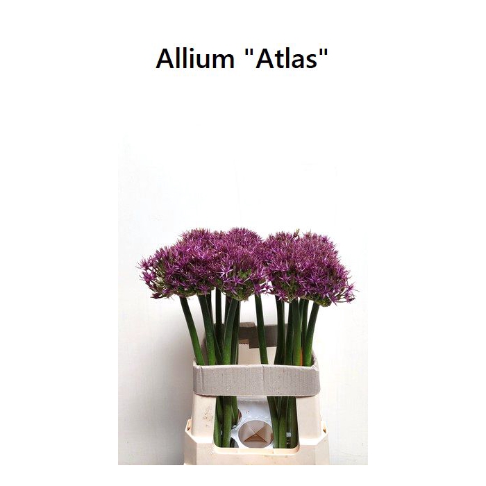 <h4>Allium Grootbloemig</h4>