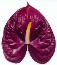 Anthurium Roxette Purple Large