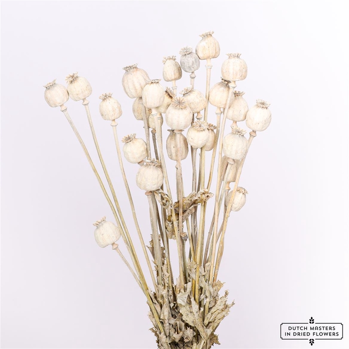 <h4>Dried Papaver X5 Frosted White Bunch</h4>