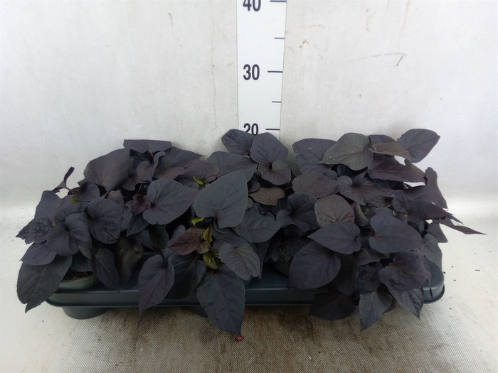 <h4>Ipomoea batatas 'Blackie'</h4>