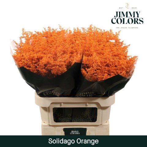 <h4>Solidago paint orange</h4>