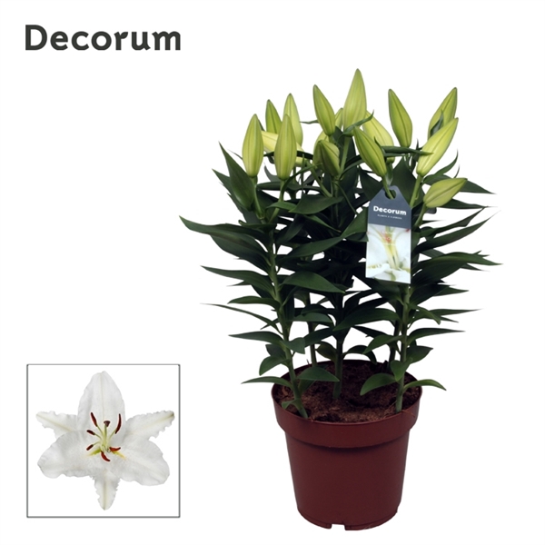<h4>Lilium Oriental Oxygen 19cm</h4>