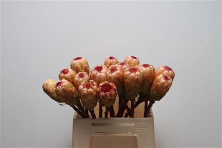 <h4>Protea Grandicolor No Leaves</h4>