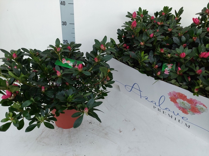<h4>Rhododendron (Sim. Tamira</h4>