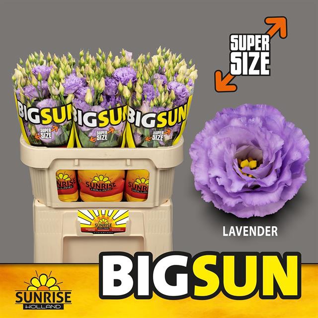 <h4>Lisianthus do big sun lavender</h4>
