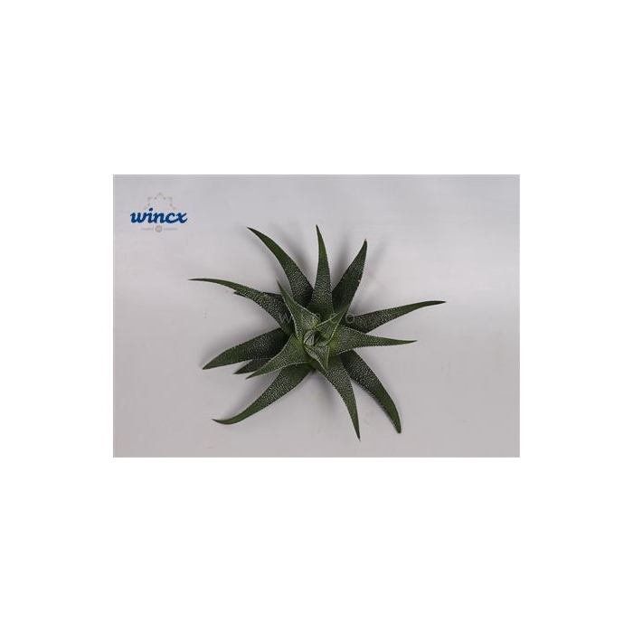 <h4>Haworthia Concolor Cutflower Wincx-8cm</h4>