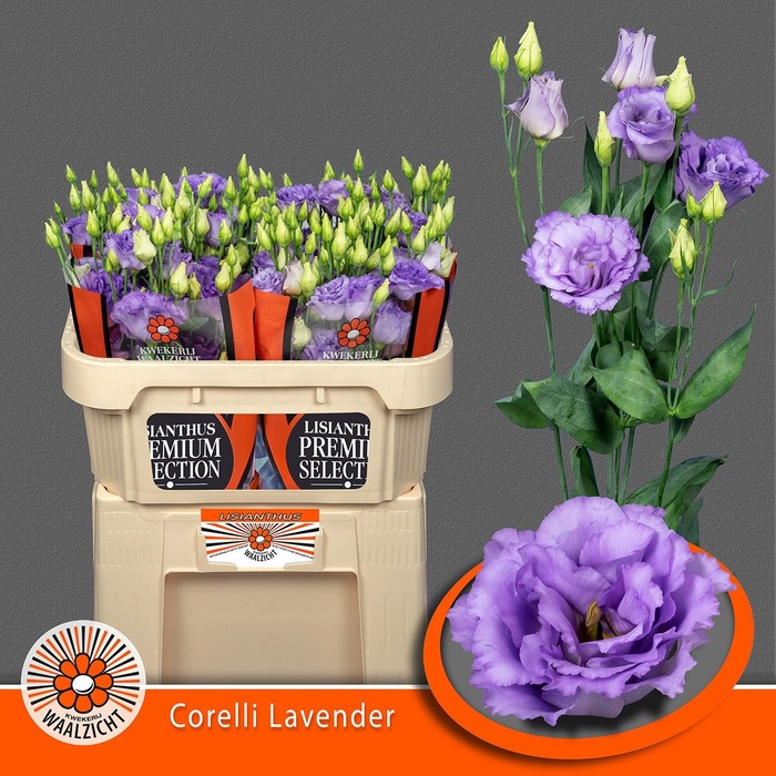 <h4>Lis G Corelli Lavender</h4>