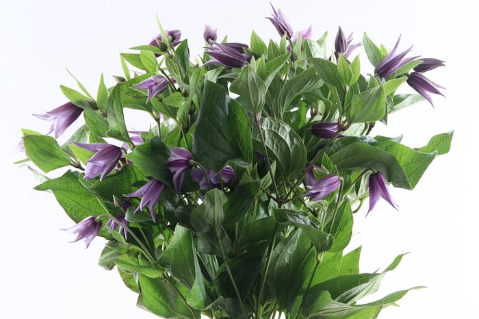 <h4>Clematis Star River Extra</h4>