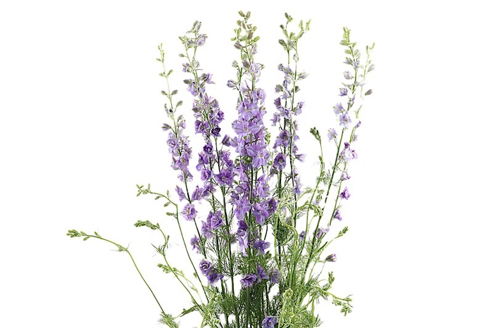 <h4>Delphinium Ridderspoor Lavender</h4>