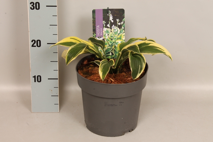 <h4>vaste planten 19 cm  Hosta Wide Brim afd.1 </h4>