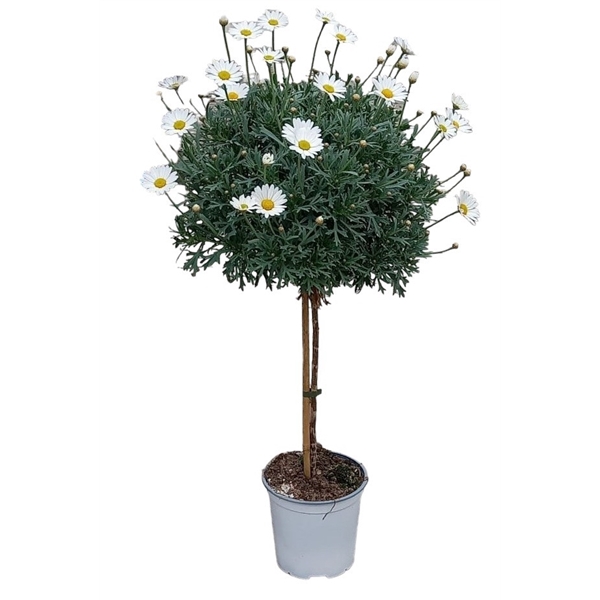 <h4>Argyranthemum Frutescens</h4>