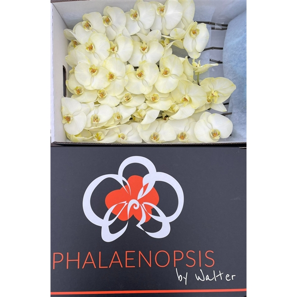 <h4>Phalaenopsis paint yellow</h4>
