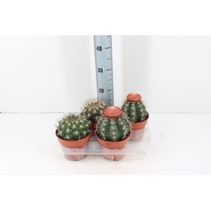 Cactus Mix Bol P15