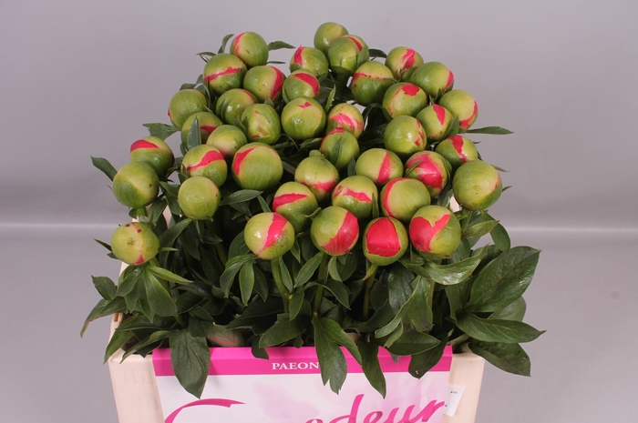 <h4>Paeonia Coral Sunset | Heavy Quality</h4>