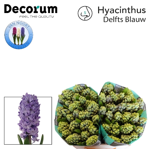 <h4>Hyacinthus delft blue</h4>