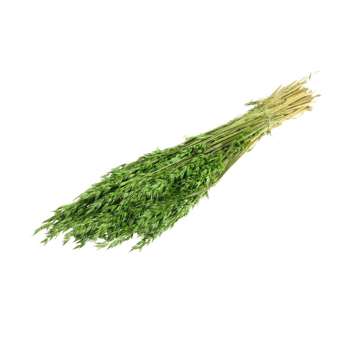 <h4>Haver (avena) moss green</h4>