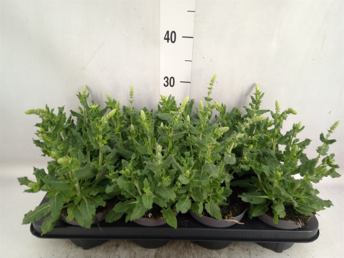 <h4>Salvia nemorosa 'Sensation White'</h4>