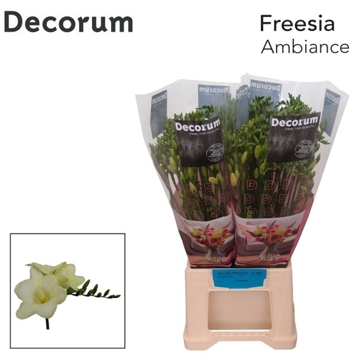 <h4>Freesia enk Ambiance</h4>