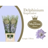 Delphinium el du dewi impressive