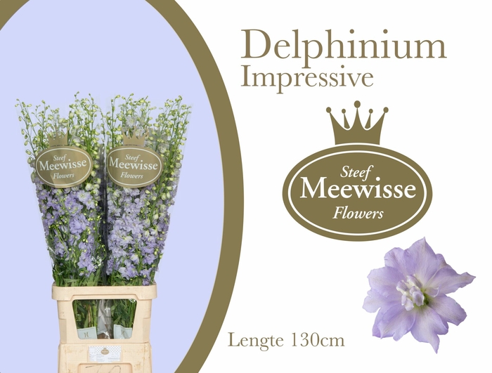 Delphinium el du dewi impressive