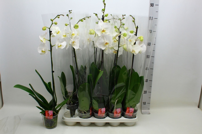 <h4>Phalaenopsis Floriclone Pure Silk</h4>