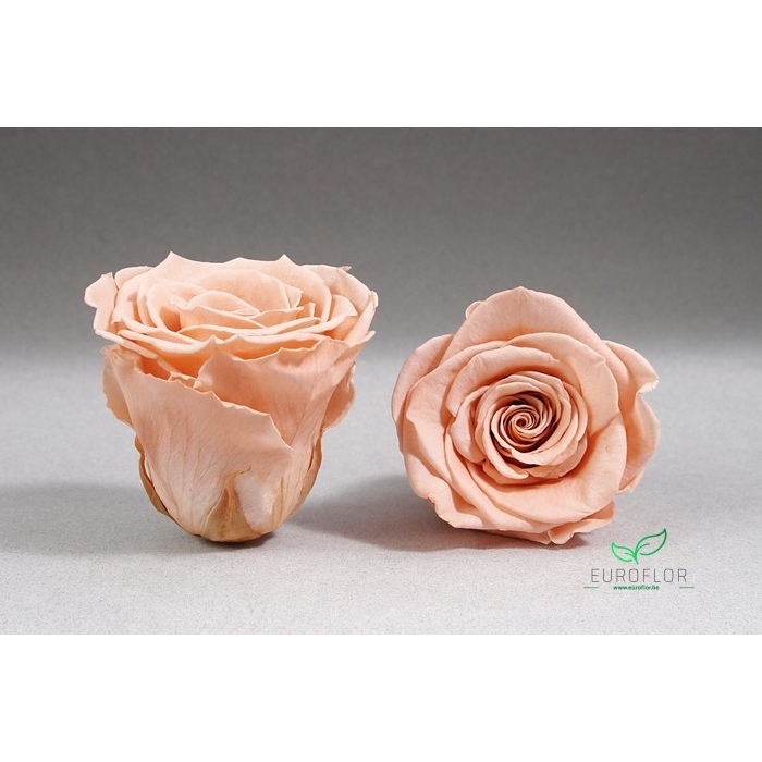 <h4>PRESERVED ROSES XL PEA-01</h4>