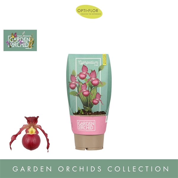 <h4>Garden Orchids Cypripedium 6+ Roze</h4>