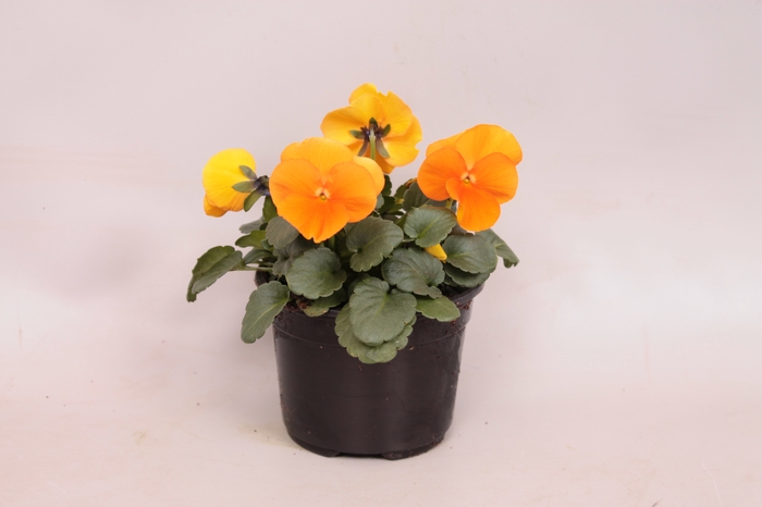 Viola cornuta sixpack F1 Orange