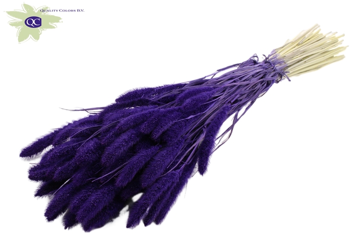 Setaria per bunch intense purple