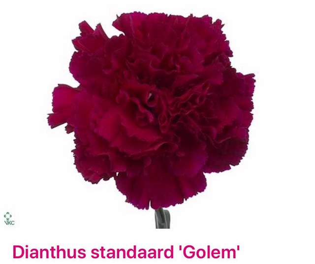 <h4>Dianthus st golem</h4>