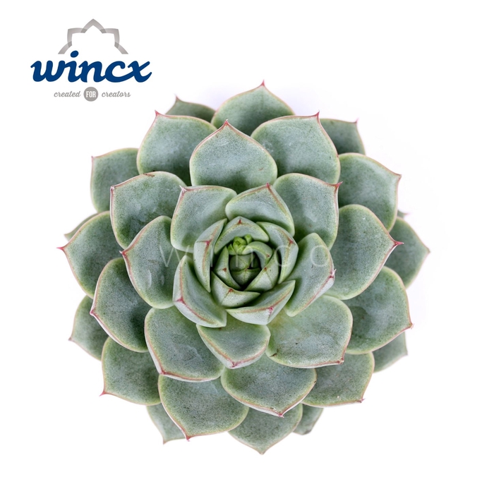 <h4>Echeveria fabiola cutflower wincx-8cm</h4>