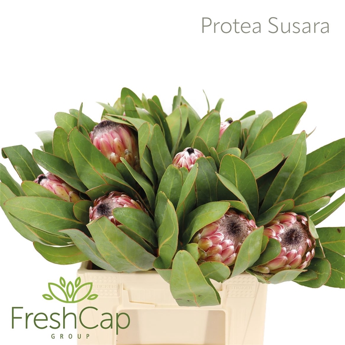 <h4>Protea Susara</h4>