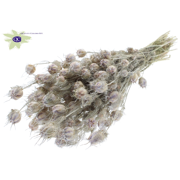 <h4>Nigella per bunch Frosted White</h4>
