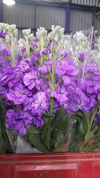 Matthiola Purple-Blue (Stocks)