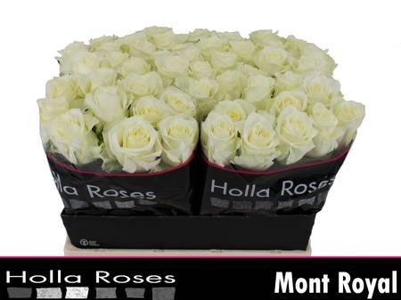 <h4>Rosa la mont royal</h4>