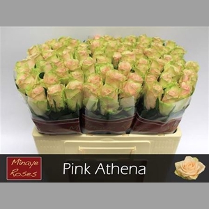 R Gr Pink Athena