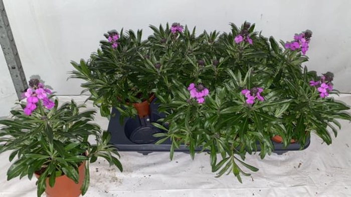 <h4>Erysimum linifolium Bowles Mauve</h4>