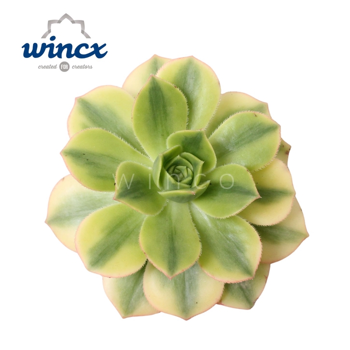 <h4>Aeonium starburst cutflower wincx-8cm</h4>