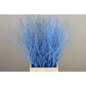 Betula paint light blue