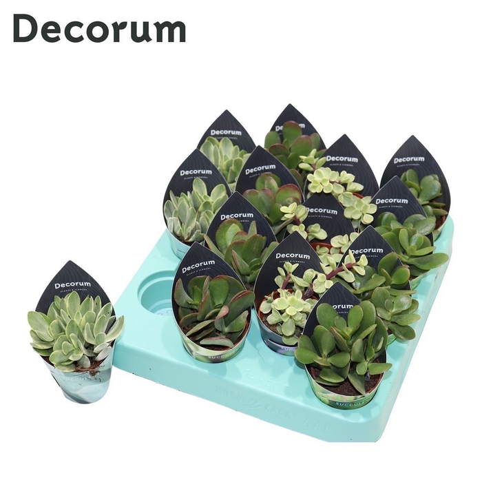 <h4>Crassula Mix (4spc.) (decorum) Decorum Potcover</h4>
