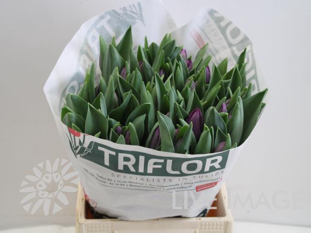 <h4>Tulipa si saigon</h4>