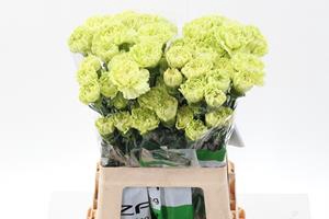<h4>Dianthus st green marty</h4>