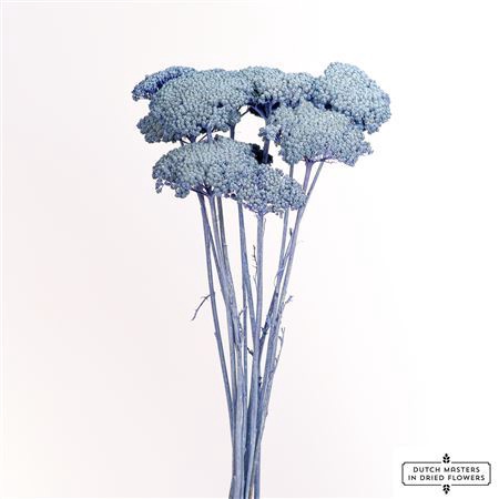 <h4>Dried Achillea X5 Frosted Purple Bunch</h4>