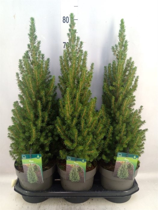 <h4>Picea glauca 'Perfecta'</h4>