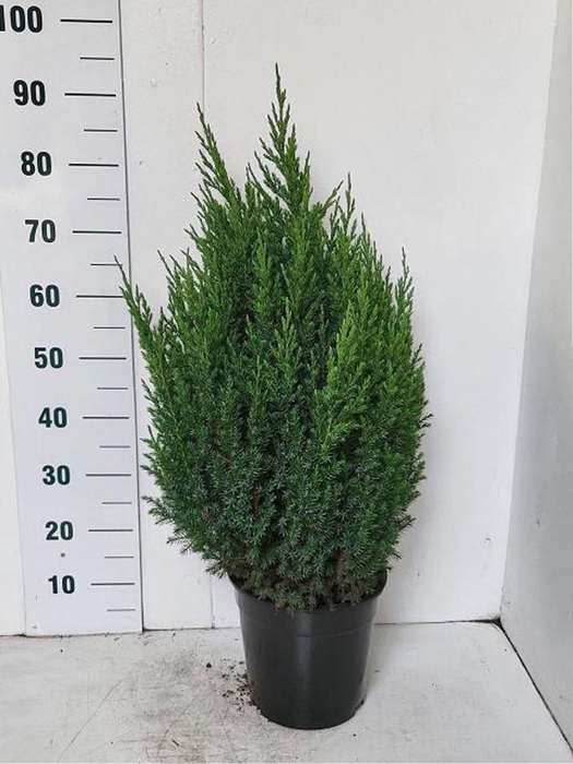 <h4>Juniperus chinensis Stricta</h4>