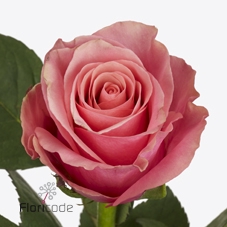 <h4>Rosa la light pink tacazzi+</h4>